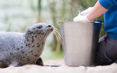Image showing Seal being fed