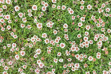 Image showing Plant growing on black sand - Iceland