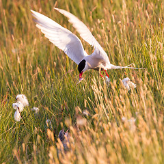 Image showing Arctic tern with a fish - Warm evening sun