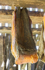 Image showing Iceland\'s fermented shark