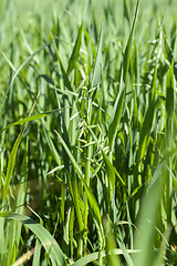 Image showing Field with cereal