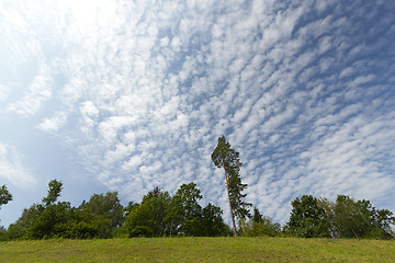 Image showing pine on the hill