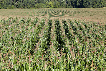 Image showing Corn field, summer time