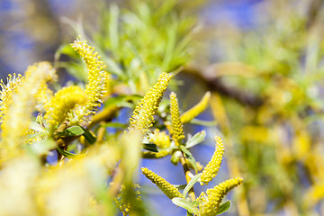 Image showing Photo Willow blossom