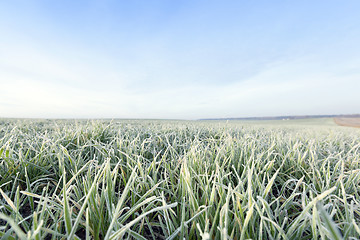 Image showing young grass plants, close-up