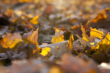 Image showing autumn in the park