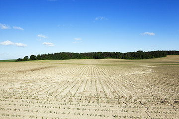 Image showing Corn field, summer