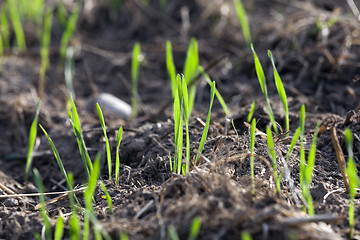 Image showing young grass plants, close-up