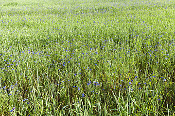 Image showing Field with cereal