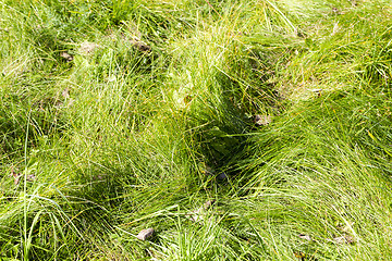 Image showing green grass, park