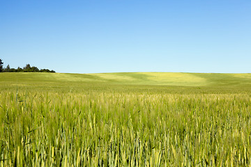 Image showing Field with cereal