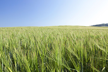 Image showing Field with cereal