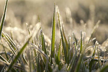 Image showing young grass plants, close-up