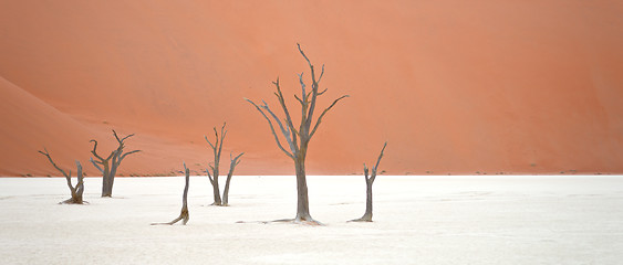 Image showing Sossusvlei, Namibia