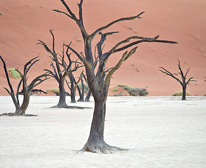 Image showing Sossusvlei, Namibia