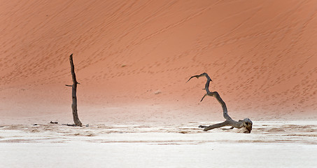 Image showing Sossusvlei, Namibia