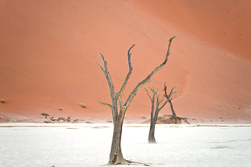 Image showing Sossusvlei, Namibia