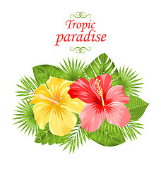 Image showing Beautiful Colorful Hibiscus Flowers Blossom and Tropical Leaves