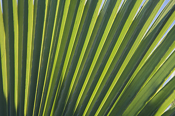 Image showing Palm leaf in back light