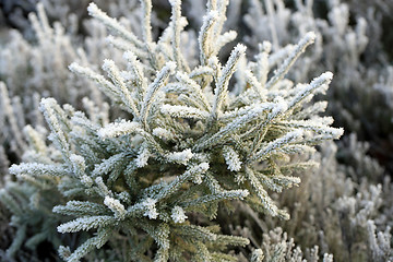 Image showing Frost and Ice Crystals on Small Spruce Tree