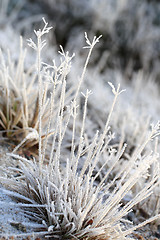 Image showing Frost and Ice Crystals on Grass