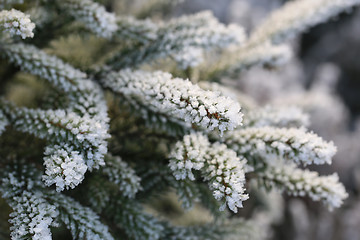 Image showing Frost and Ice Crystals on Fir Tree Branches