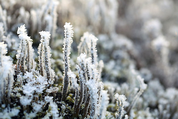 Image showing Frost and Ice on Cladonia Deformis Lichen