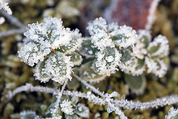 Image showing Frost and Ice Crystals on Cowberry Plant