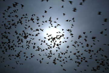 Image showing Flock of Black Birds in Motion Against Dark Sky