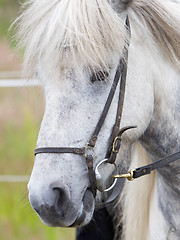 Image showing Horse portrait close-up