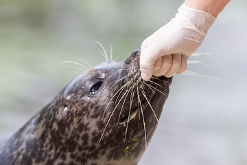 Image showing Adult sealion being treated - Selective focus on hand