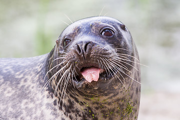 Image showing Sea lion closeup