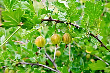 Image showing Gooseberries on the bush