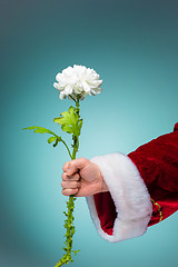 Image showing Hand of Santa Claus holding a living flower on blue background