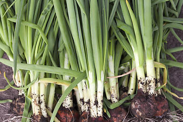 Image showing green feathers bow