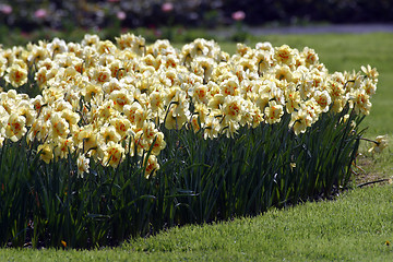 Image showing Daffodils