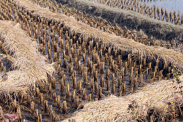 Image showing Rice field just after harvesting