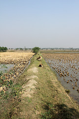 Image showing Cows grazing in the rice fields in Sundarbans, West Bengal, India