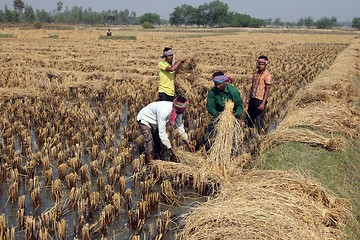 Image showing Farmer havesting rice on rice field in Baidyapur, West Bengal, India