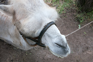 Image showing face of a camel