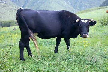 Image showing Cattle-breeding. Young cow on mountain meadows