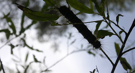 Image showing Lymantria dispar caterpillars move in forest.