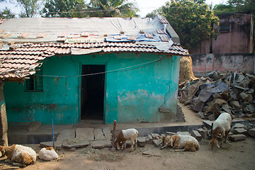 Image showing Poor Indian household (farm) 9. Andhra Pradesh, Anantapur