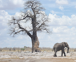 Image showing elephant in Africa