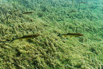 Image showing Plitvice Lakes, Croatia