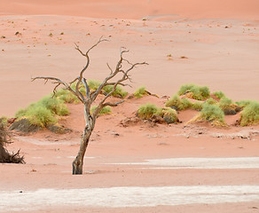 Image showing desert landscape