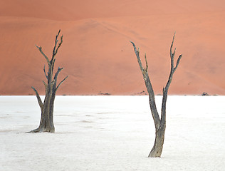 Image showing Sossusvlei, Namibia