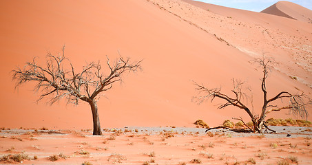 Image showing sand dune