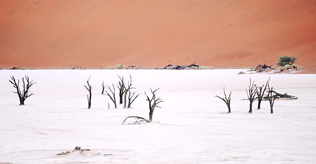 Image showing Sossusvlei, Namibia