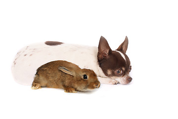 Image showing chihuahua and rabbit